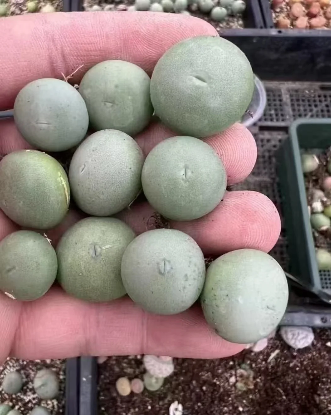 1171.Conophytum caculus 1.5-1.8cm De-soil delivery / Lithops and Conophytum  /  Succulent plants / Garden landscape / Carefully select healthy plants