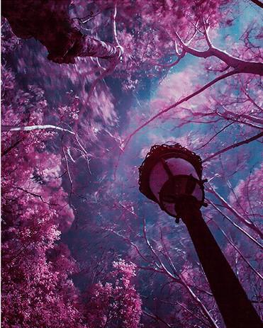 

Purple Leafed Trees Under Sky – Paint By Numbers - 40*50CM, 501 Original