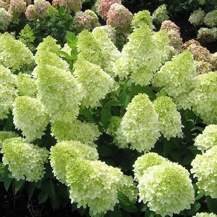 🌺Panicle Hydrangea Seeds