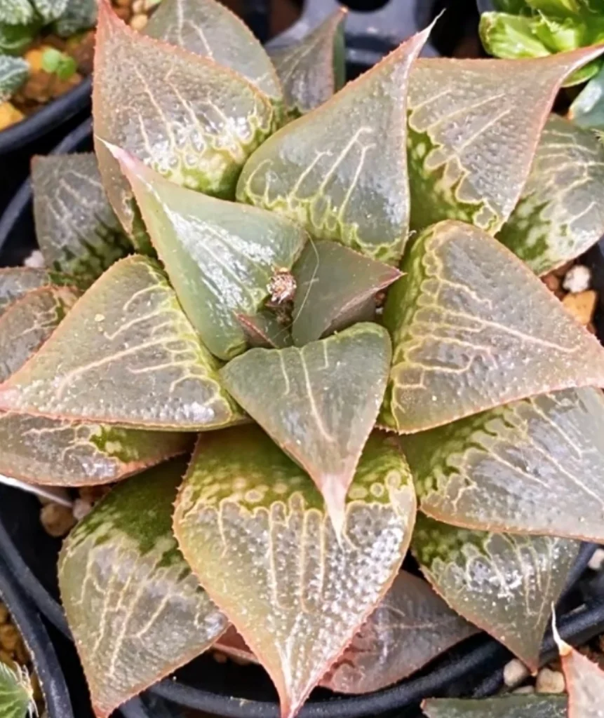 plant Aeonium Echeveria Haworthia  Caudex  Lithops Cactus  Agave 