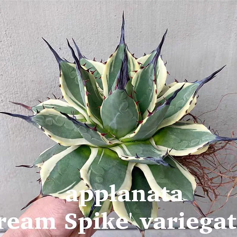 zwyw18.agave patoniivariegata 3-4cm/Agave plants / Succulent plants / Garden landscape / Carefully select healthy plants