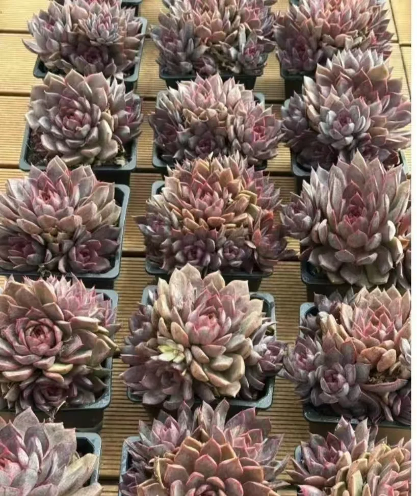 plant Aeonium Echeveria Haworthia  Caudex  Lithops Cactus  Agave 