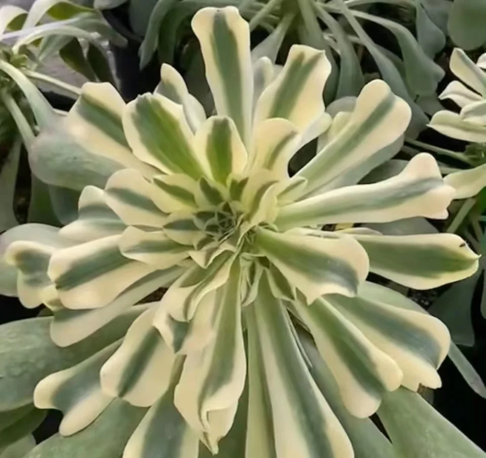  121. Mung bean paste(Green medusa)  single head and cutting / Aeonium / Succulent plants / Garden landscape / Carefully select healthy plants