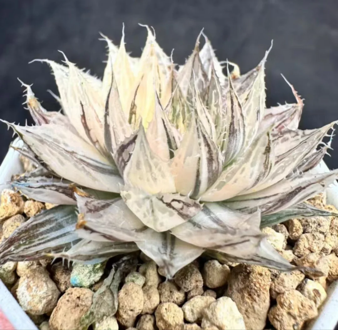 plant Aeonium Echeveria Haworthia  Caudex  Lithops Cactus  Agave 