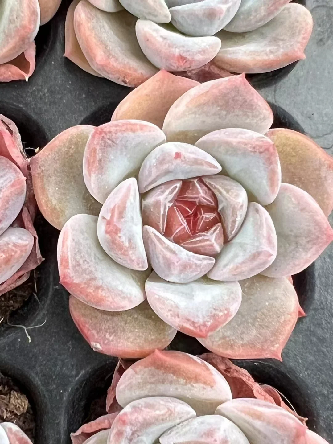 plant Aeonium Echeveria Haworthia  Caudex  Lithops Cactus  Agave 