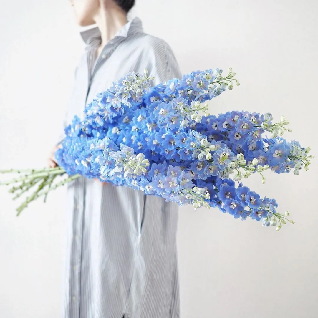 40 Seeds Baby Blue Larkspur Seeds