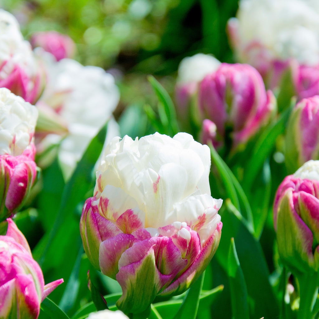 Lovely Ice Cream Tulip Bulbs Jonyparkseed®