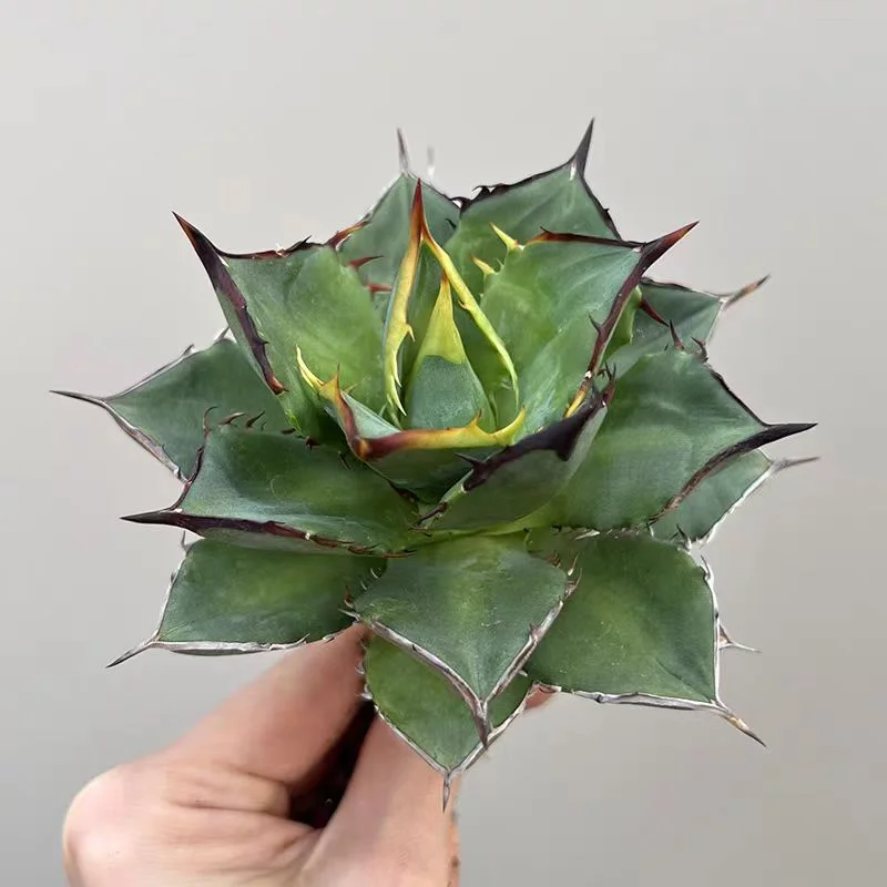 zwyw17.Agave titanota Tower of Babel 10cm/Agave plants / Succulent plants / Garden landscape / Carefully select healthy plants
