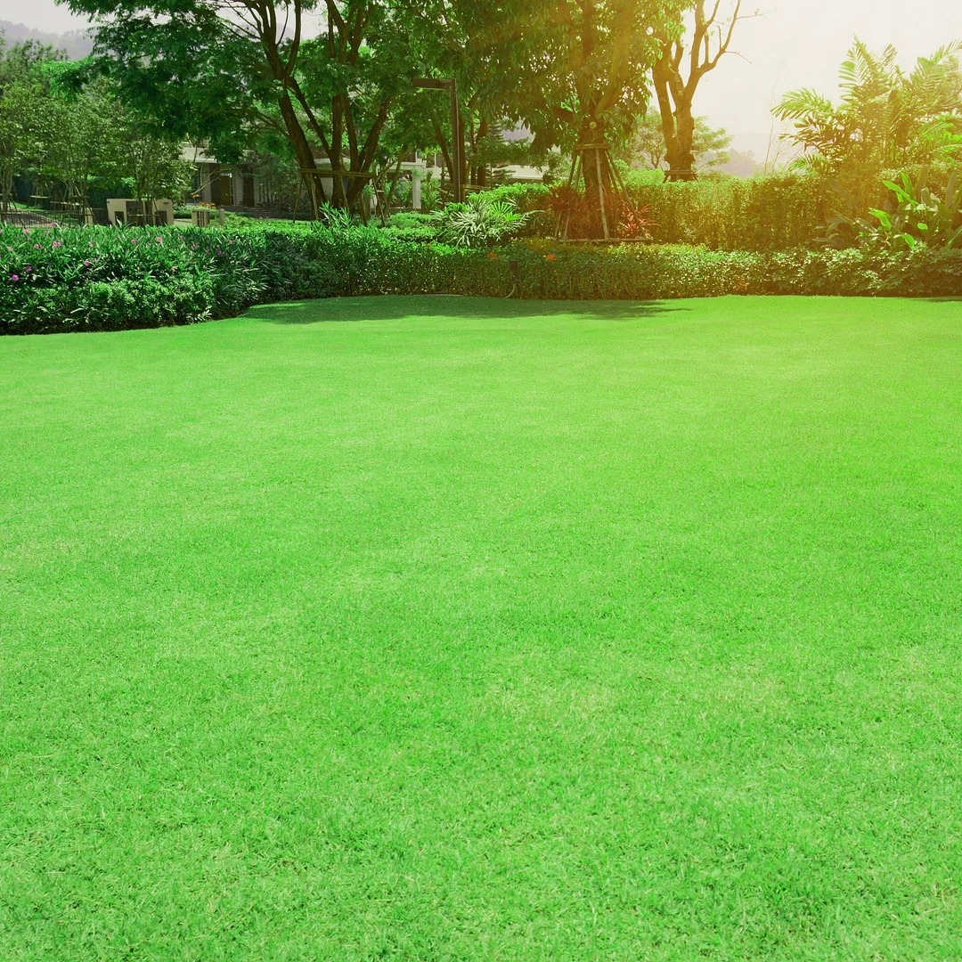 Oasis Bermuda Grass Seed