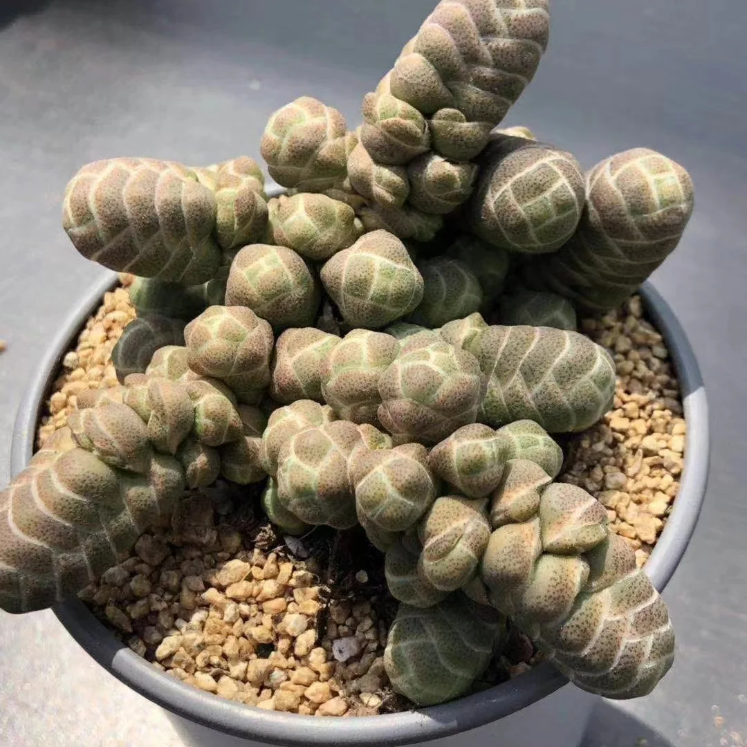 562. Echeveria  Crassula barklyi . 3-4cm cluster/Echeveria / Succulent plants / Garden landscape / Carefully select healthy plants
