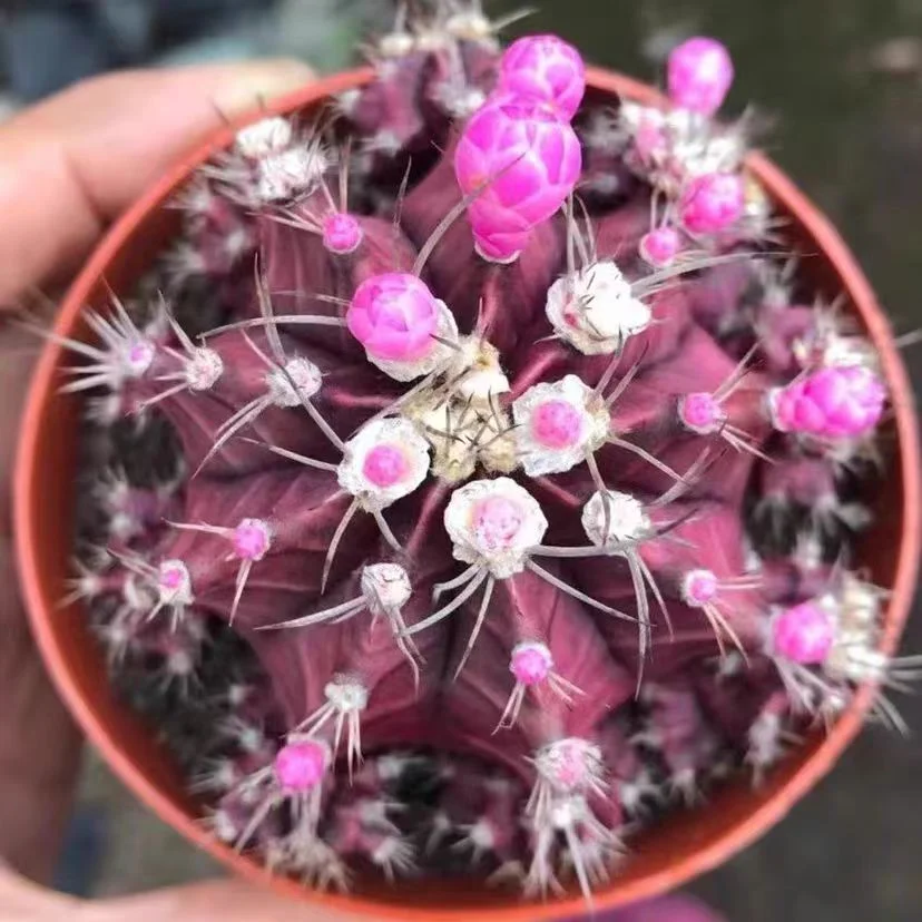 plant Aeonium Echeveria Haworthia  Caudex  Lithops Cactus  Agave 