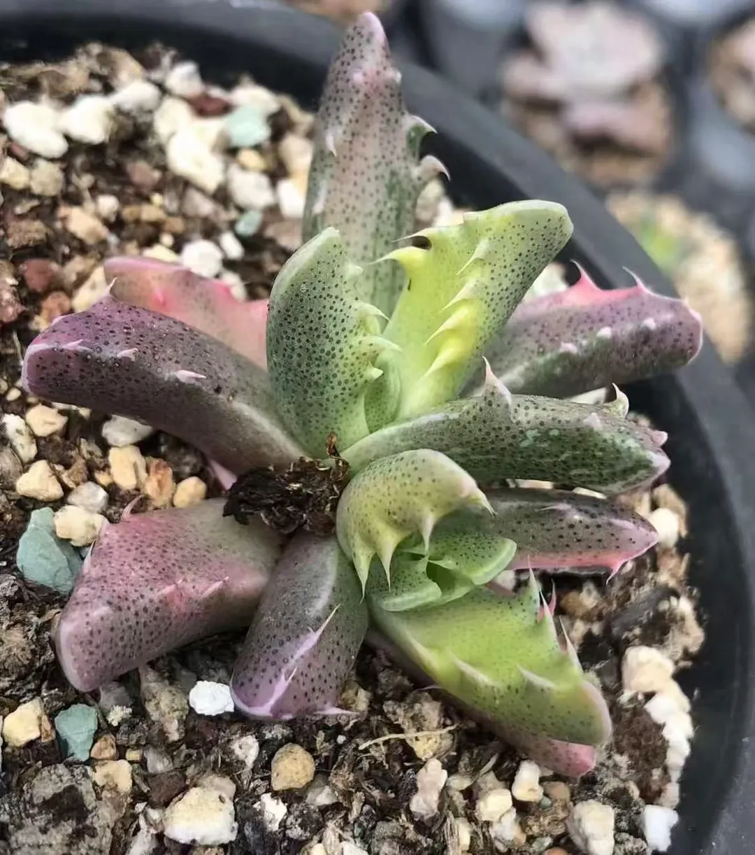 plant Aeonium Echeveria Haworthia  Caudex  Lithops Cactus  Agave 