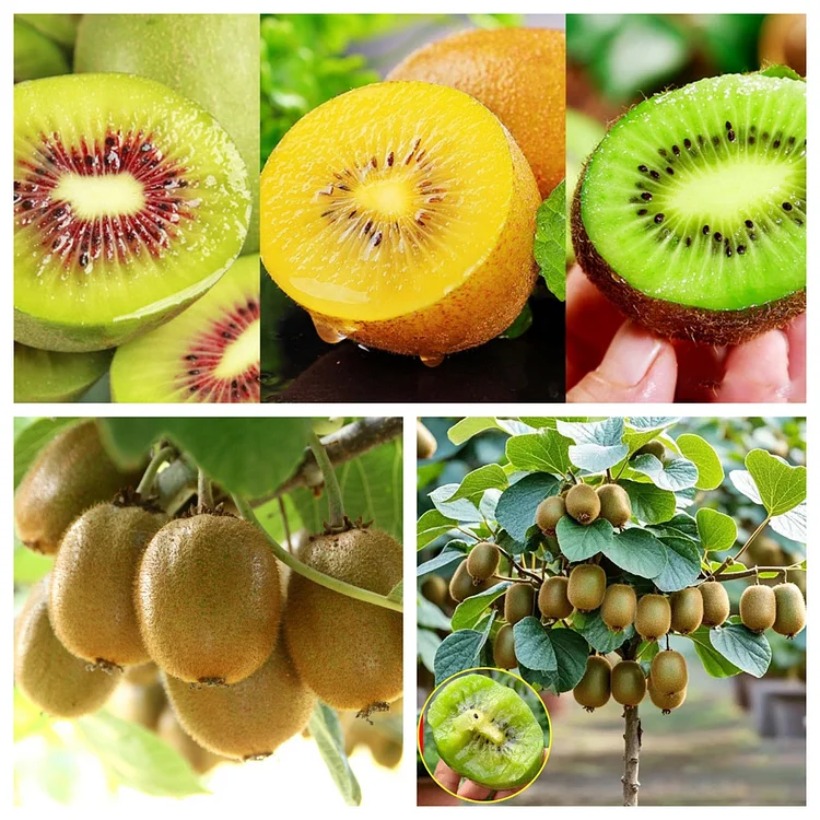 🥝Kiwi Seeds – Cold-Hardy for Year-Round Growing