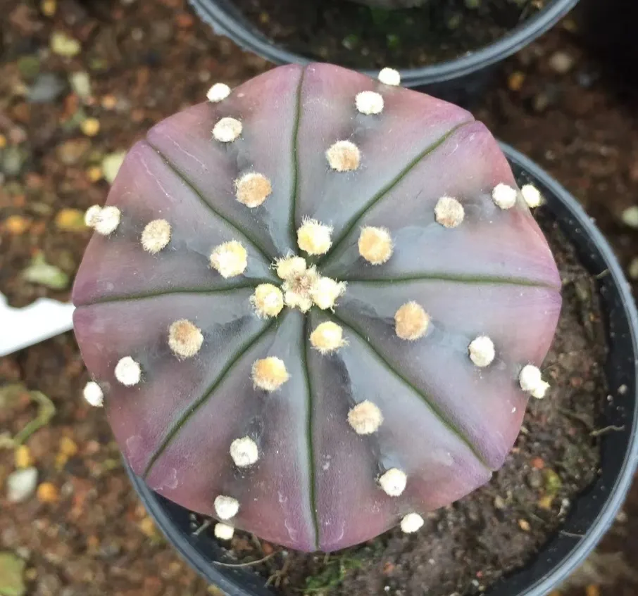plant Aeonium Echeveria Haworthia  Caudex  Lithops Cactus  Agave 