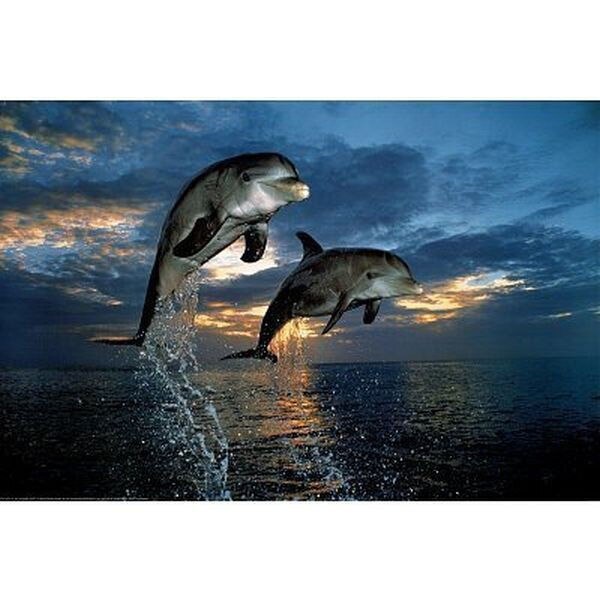 FLIGHT OF TWO DOLPHINS - NATURE OCEAN Art Picture Print Silk Poster Home Wall Decor