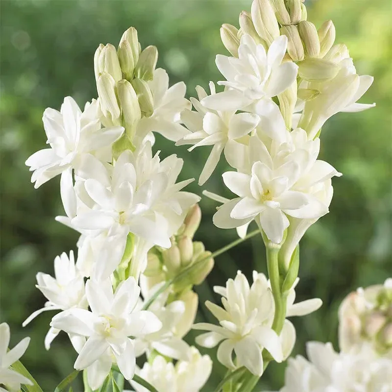🔥【Limited Time Sale】Tuberose🌸 Bulbs! Enjoy 💥50% off, come by and grab it!