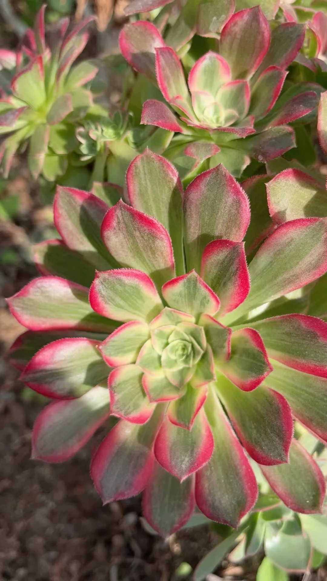 702 . Lotus flower single head and cutting / Aeonium/ Aeonium plants / Garden landscape / Carefully select healthy plants