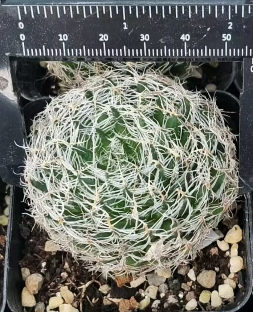 plant Aeonium Echeveria Haworthia  Caudex  Lithops Cactus  Agave 