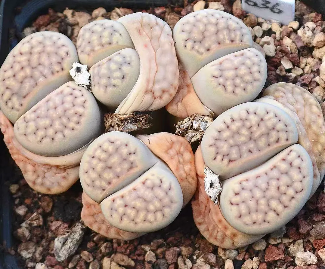 plant Aeonium Echeveria Haworthia  Caudex  Lithops Cactus  Agave 