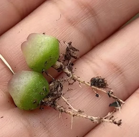 plant Aeonium Echeveria Haworthia  Caudex  Lithops Cactus  Agave 