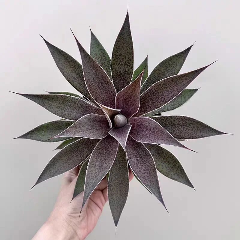 zwyw3.Agave mangave Lavender Lady  12-15cm/Agave plants / Succulent plants / Garden landscape / Carefully select healthy plants