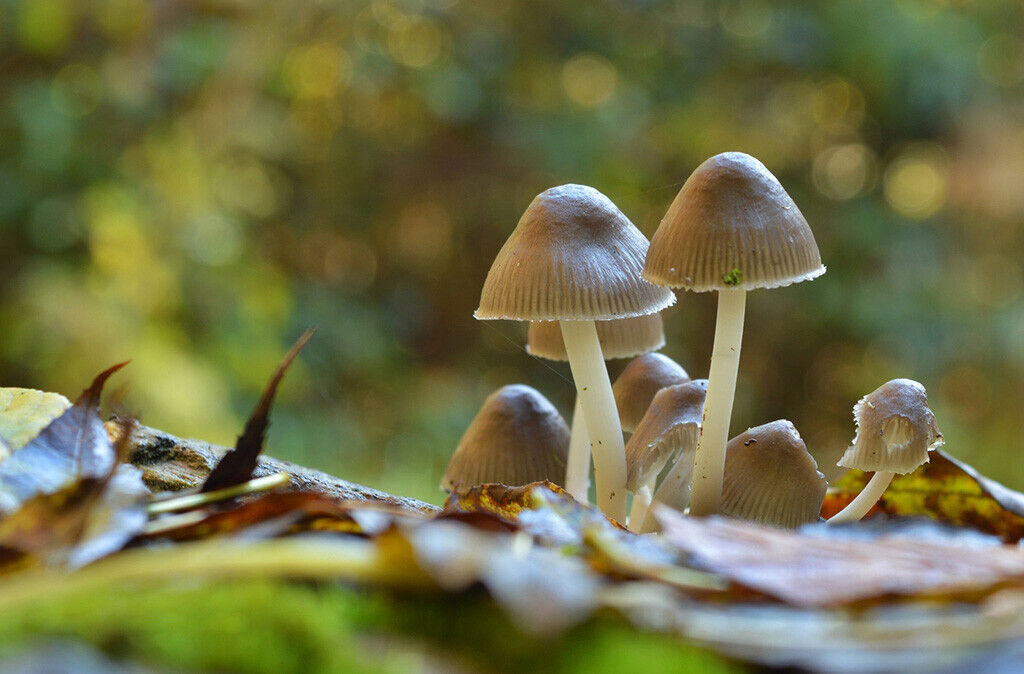 Mushroom Fairytale 12x8 inch print picture