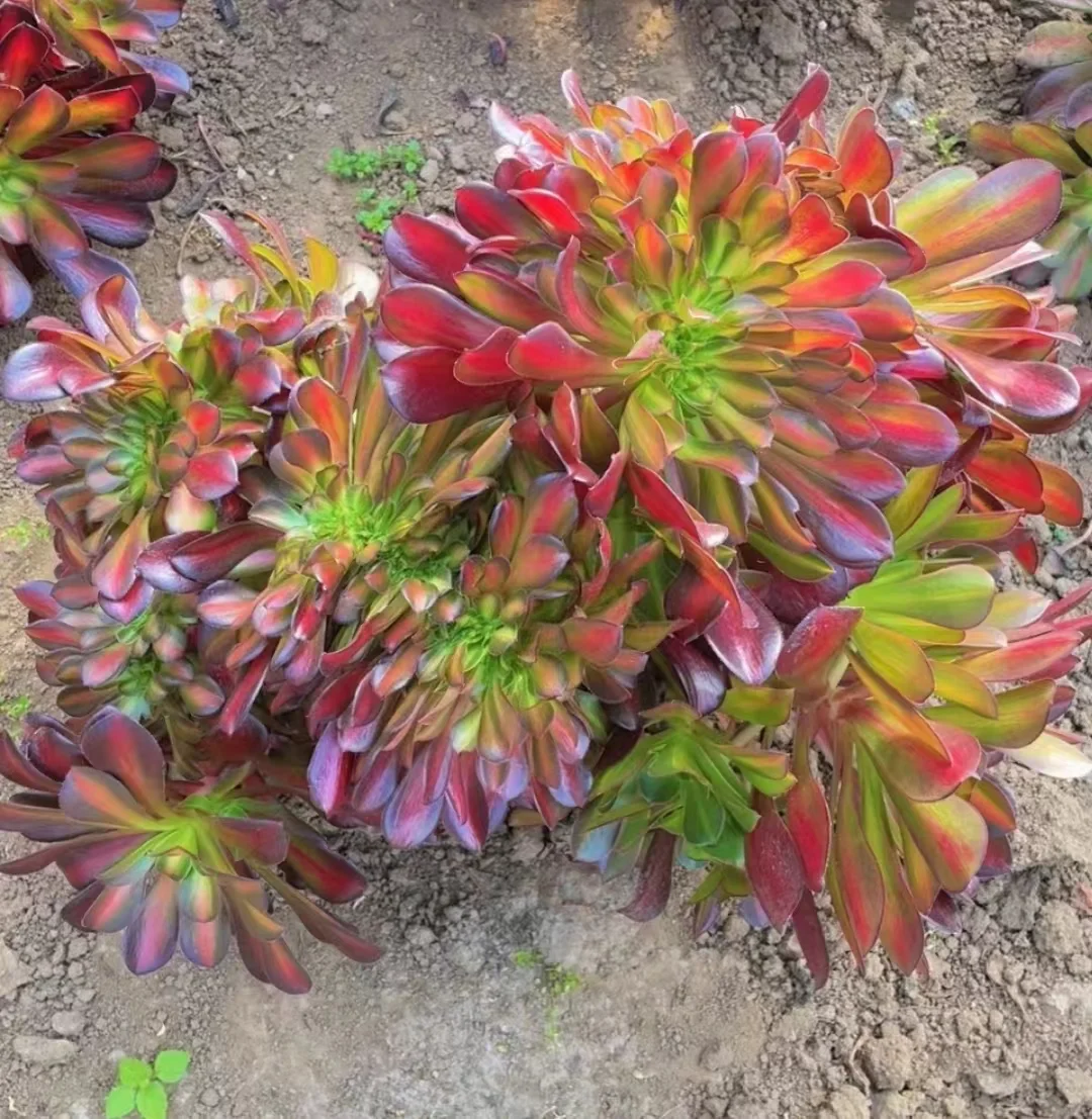 618.  Kilimanjaro crested   cutting 6cm  / Aeonium crested/ Aeonium plants / Garden landscape / Carefully select healthy plants