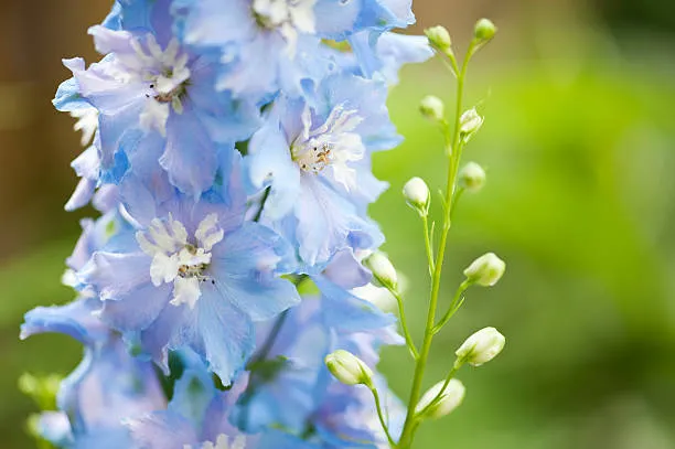 40 Seeds Baby Blue Larkspur Seeds