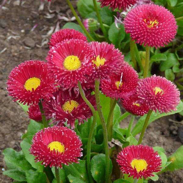 200 pcs Bellis Perensis, Daisy Red - Flower Seeds Jonyparkseed®