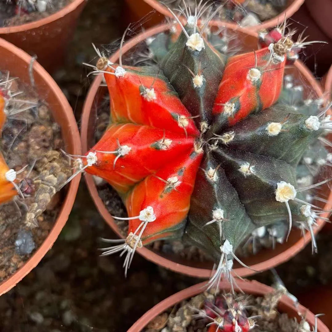 plant Aeonium Echeveria Haworthia  Caudex  Lithops Cactus  Agave 