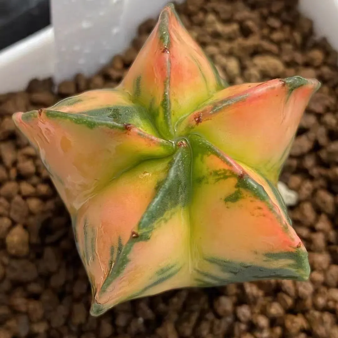 plant Aeonium Echeveria Haworthia  Caudex  Lithops Cactus  Agave 