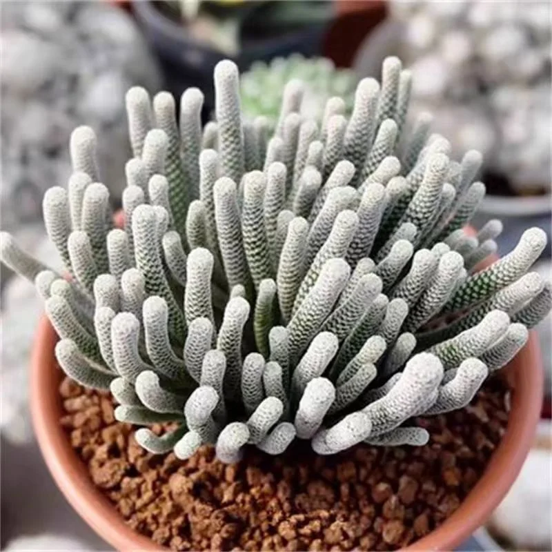 594.  Turbinicarpus pseudomacrochele subsp. minimus  . has  roots cluster 3-4cm  /Cactus plants /Succulent plants /  Garden landscape / Carefully select healthy plants