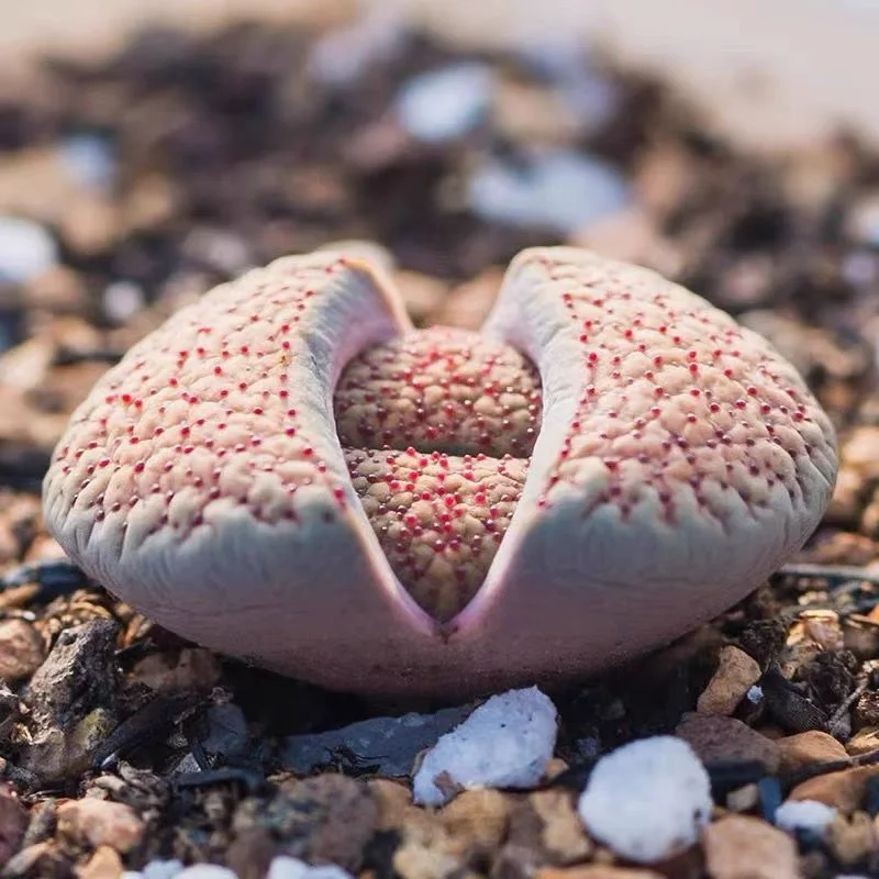 plant Aeonium Echeveria Haworthia  Caudex  Lithops Cactus  Agave 