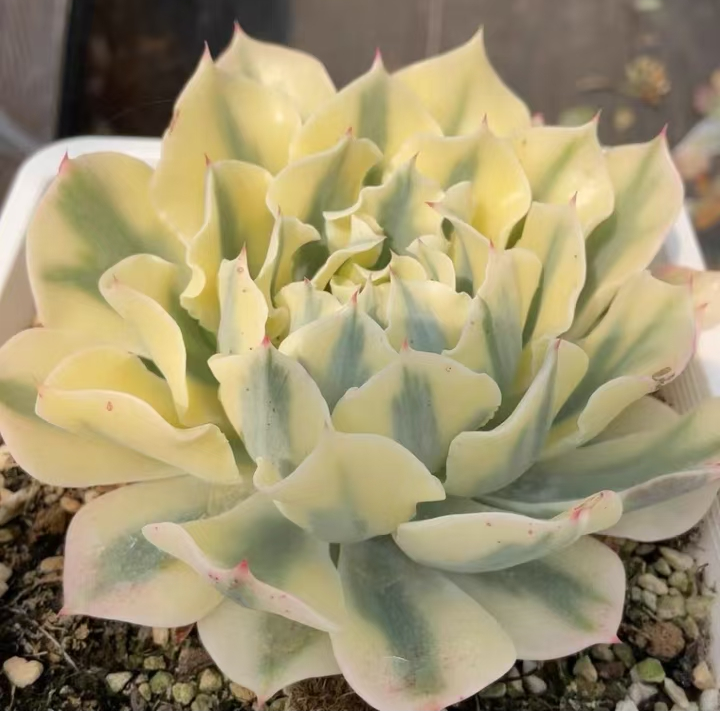 plant Aeonium Echeveria Haworthia  Caudex  Lithops Cactus  Agave 