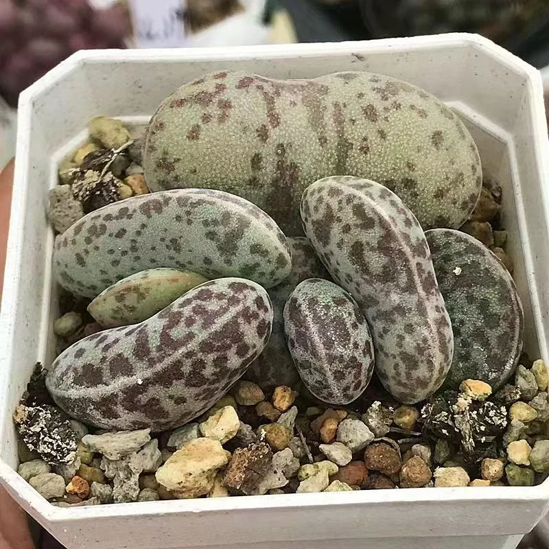 plant Aeonium Echeveria Haworthia  Caudex  Lithops Cactus  Agave 