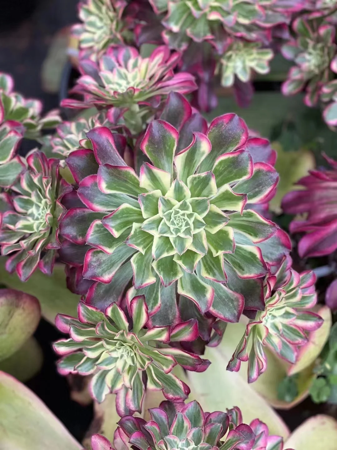 plant Aeonium Echeveria Haworthia  Caudex  Lithops Cactus  Agave 