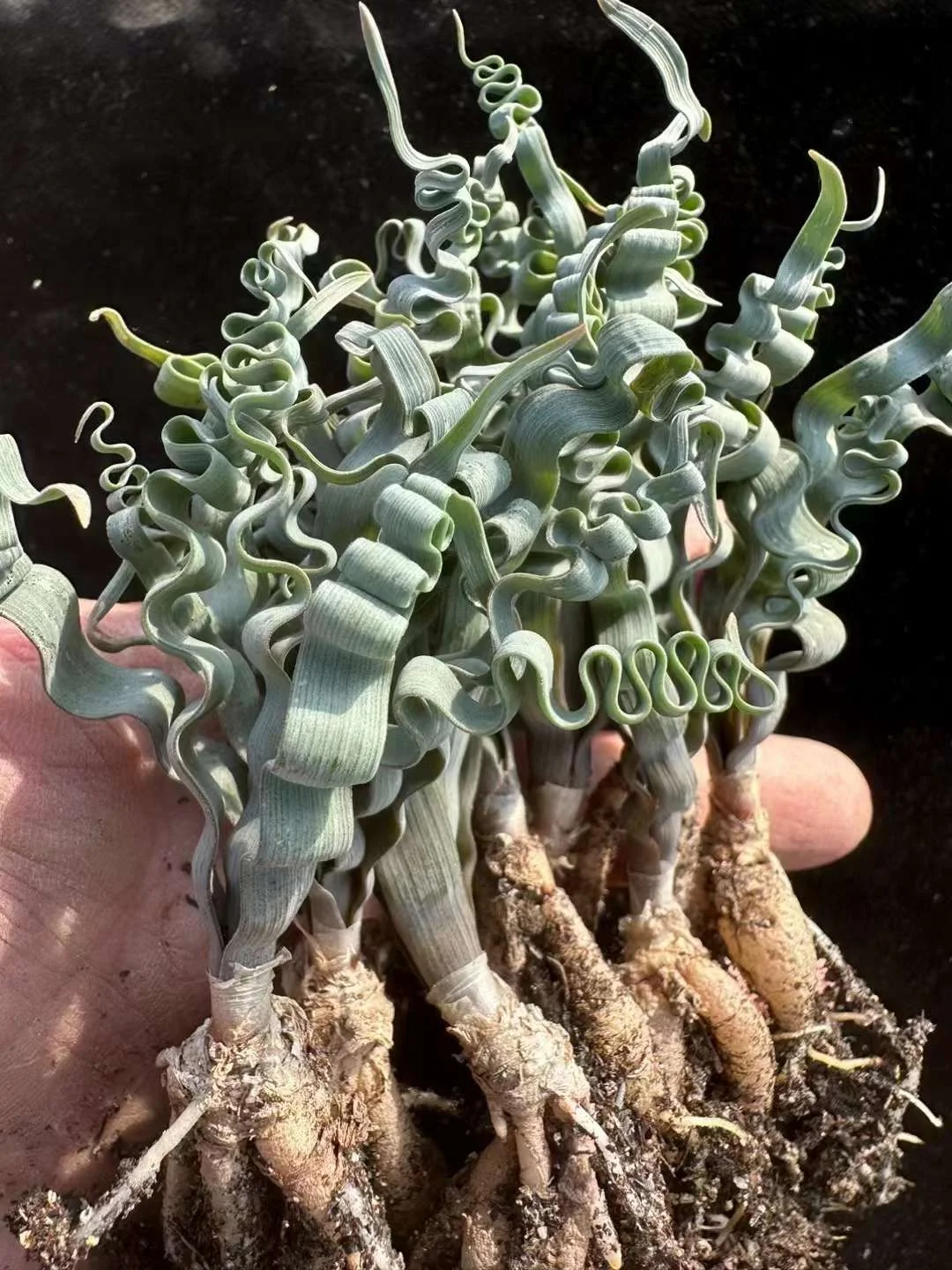 plant Aeonium Echeveria Haworthia  Caudex  Lithops Cactus  Agave 