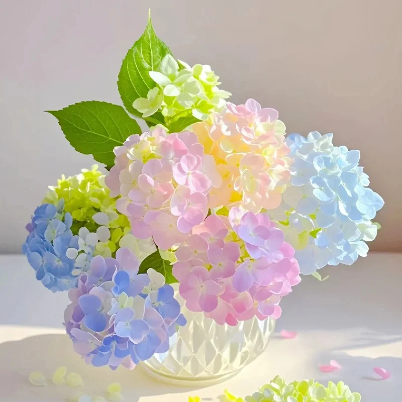 Cotton Candy Hydrangea