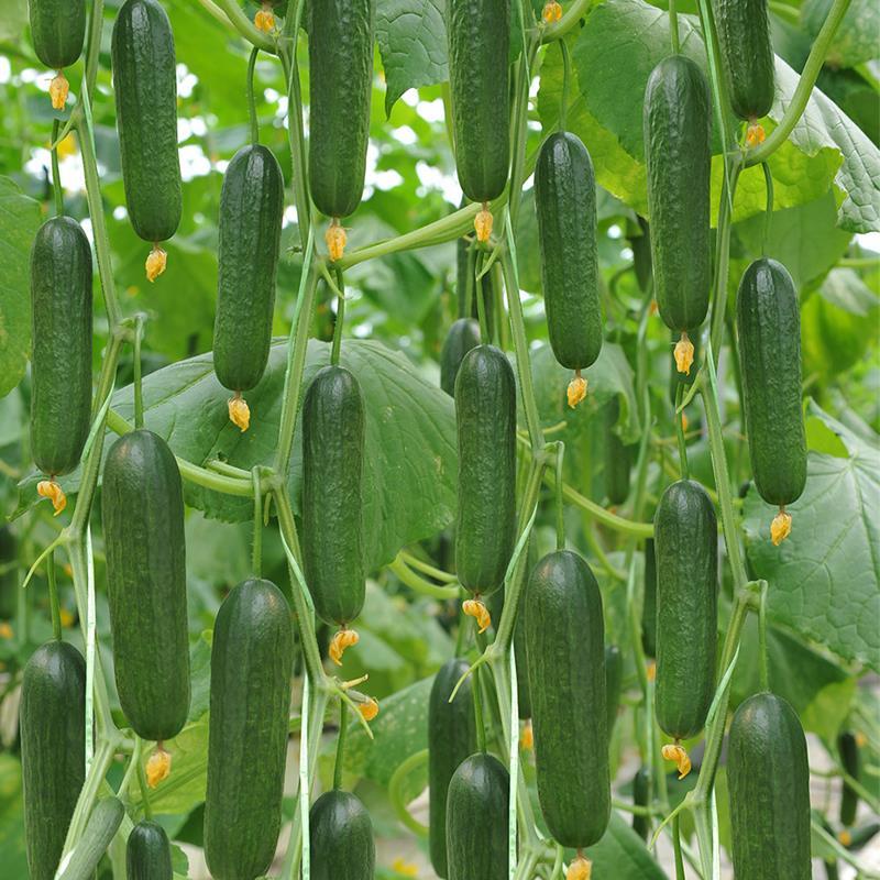 Thorn-less Mini Cucumber Seeds