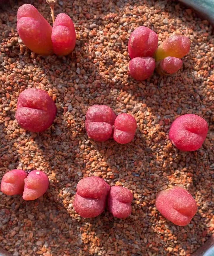 plant Aeonium Echeveria Haworthia  Caudex  Lithops Cactus  Agave 