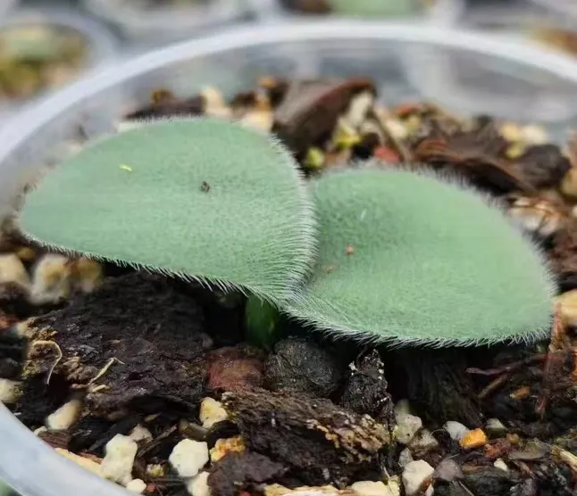 plant Aeonium Echeveria Haworthia  Caudex  Lithops Cactus  Agave 