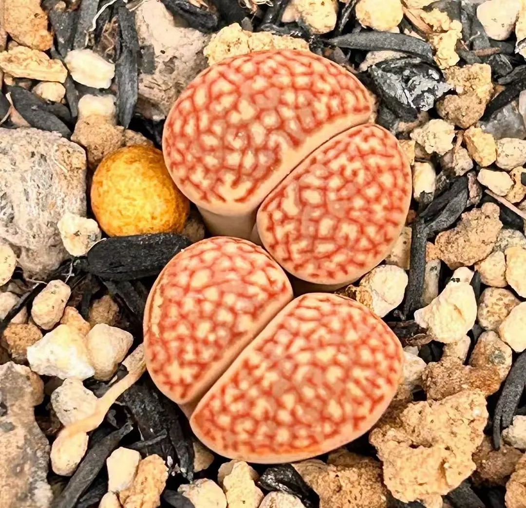 plant Aeonium Echeveria Haworthia  Caudex  Lithops Cactus  Agave 