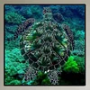 Diamond Painting -DIY Round Drill Sea Turtle