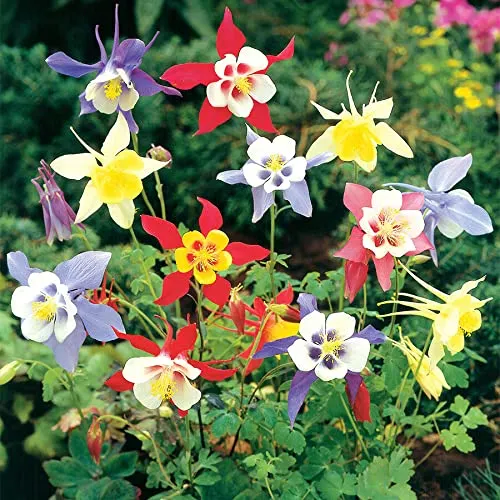 Columbine Mckana's Giant Mix Flower Seeds