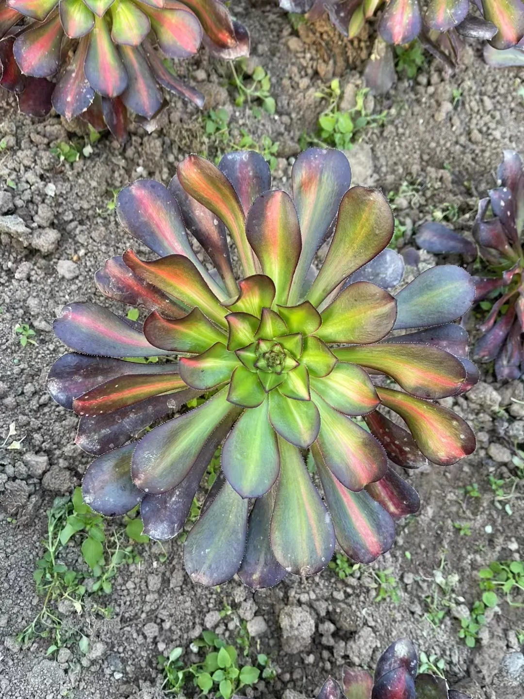 plant Aeonium Echeveria Haworthia  Caudex  Lithops Cactus  Agave 