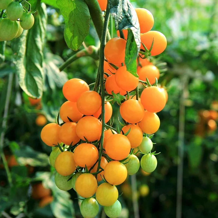 Patio Choice Yellow Cherry Tomato Seeds