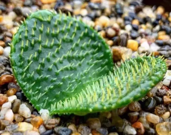 plant Aeonium Echeveria Haworthia  Caudex  Lithops Cactus  Agave 