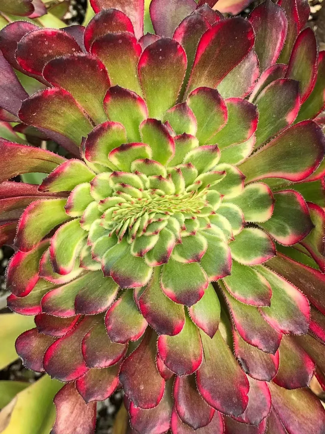 plant Aeonium Echeveria Haworthia  Caudex  Lithops Cactus  Agave 