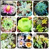 Mixed Colored Succulents Seeds 200 Pcs