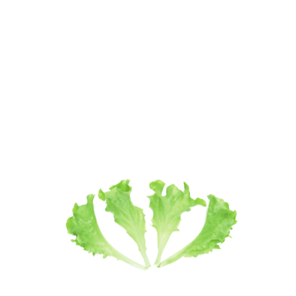Organic Lettuce Lollo White &ndash; Baby Leaf Seeds | Frilly Texture